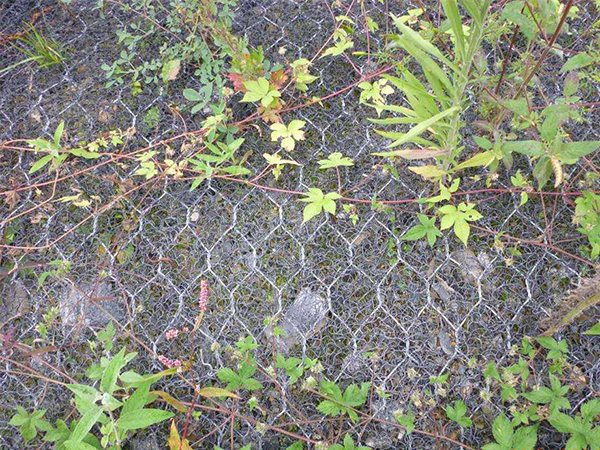 加筋麥克墊圖片4